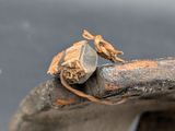 a bird that is sitting on top of a piece of wood