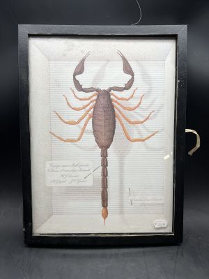 a framed picture of a scorpion on display in a black frame