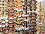 many butterflies that are on display in a white box