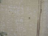a cat that is sitting on the floor next to a wall