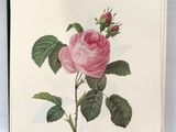 an open book with a pink rose on it sitting on top of a table