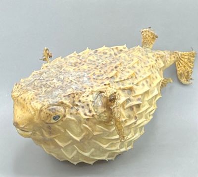 a large puffer fish that is sitting on a table