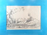 drawing of a man on a horse chasing a goat in a field