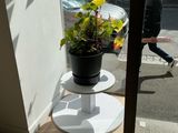 a potted plant sitting on top of a table in front of a window