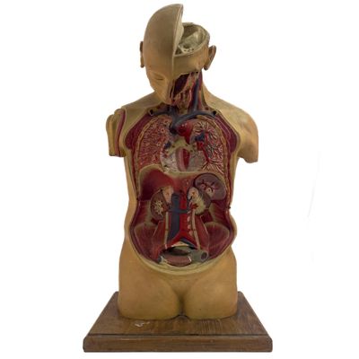 une image représentant un modèle de torse humain et un torse avec ses organes