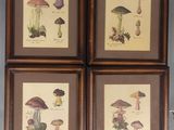 quatre photos encadrées représentant différents types de champignons, accrochées au mur