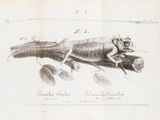 un dessin représentant un caméléon sur une branche couverte de feuilles