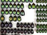 a lot of beetles that are on display in a box