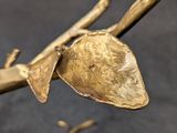 a close up of a branch with a bird on it ' s head