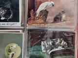 four different pictures of cats and dogs in the picture