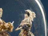 two figurines of women dressed in fancy dresses under a glass dome
