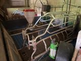 a cow in a barn with a bucket of milk