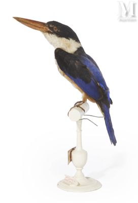 a bird that is sitting on top of a pole