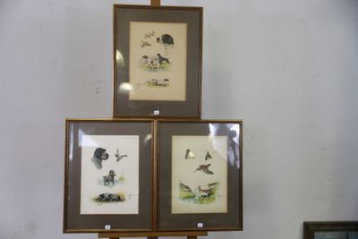 trois photos d'oiseaux encadrées exposées dans une pièce