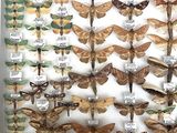 many different kinds of moths displayed in a glass case