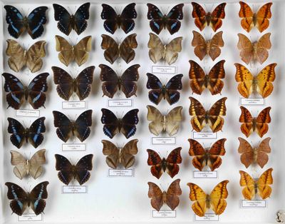 de nombreux types de papillons différents présentés dans une vitrine