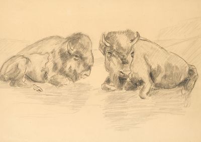 dessin représentant deux bisons couchés par terre l'un à côté de l'autre