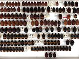 a lot of beetles that are on display in a white frame