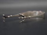 une cuillère en argent d'où sort la patte d'un oiseau
