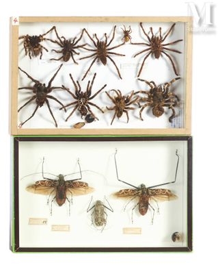 two display cases with insects and insects in them on display