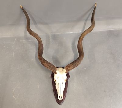 une antilope aux longues cornes accrochée au mur d'une pièce