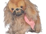 un petit chien avec un nœud rose autour du cou