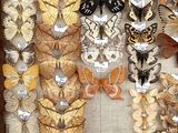 many different types of butterflies displayed in a shadow box