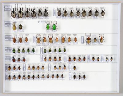 de nombreux insectes exposés dans un cadre blanc
