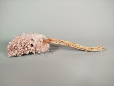 dried pink coral on a branch on a gray background