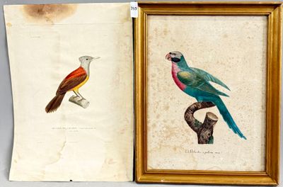 deux photos encadrées représentant des oiseaux perchés sur une branche d'arbre