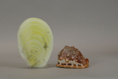 a small figurine of a turtle next to a piece of lettuce