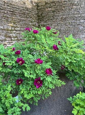 a bush with purple flowers growing in a corner of a stone wall