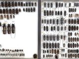 many different kinds of insects on display in a glass case