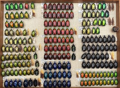 a lot of beetles that are on display in a display case