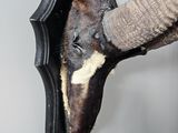 a close up of a pair of shoes hanging on a wall