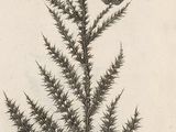 a black and white drawing of a plant with leaves and flowers