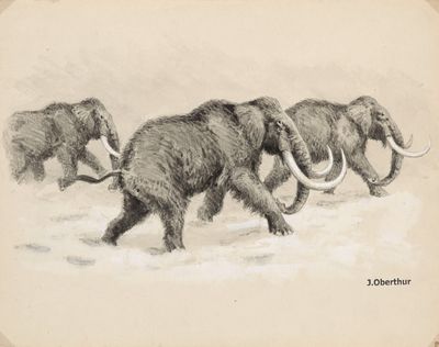 dessin représentant un troupeau de mammouths laineux traversant un champ enneigé