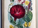 un livre ouvert sur lequel figure l'image d'une fleur rouge