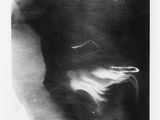 une vieille photo en noir et blanc montrant la tête d'un chien levée vers le ciel