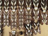 a lot of butterflies that are hanging on the wall