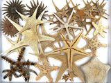 many different types of starfishs in a white box