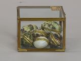 a glass box with shells inside of it on a table