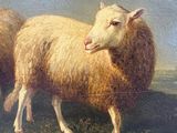 two sheep standing in a field with a sky in the background