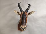 an antelope head mounted on a wall