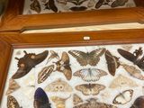 de nombreuses espèces différentes de papillons de nuit exposées dans une boîte en bois