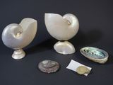 two shells and a coin are sitting on a black surface