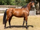 un cheval qui se tient dans l'herbe, dans un enclos clôturé
