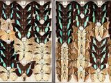 a lot of butterflies that are sitting in a box