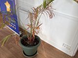 a plant that is sitting in a pot on the floor