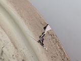 a bird that is sitting on the rim of a tire